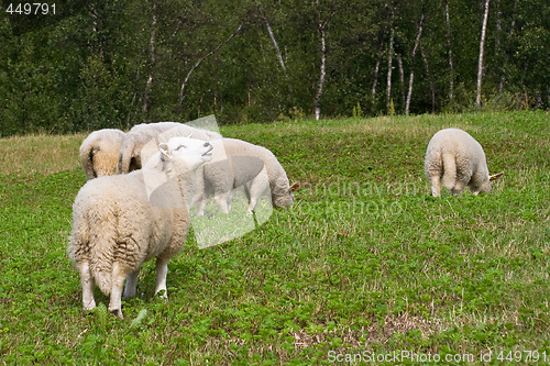 Image of Wooly creatures