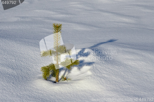 Image of Lonely tree