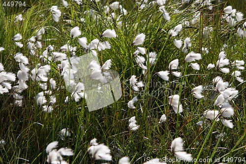 Image of Cottongrass