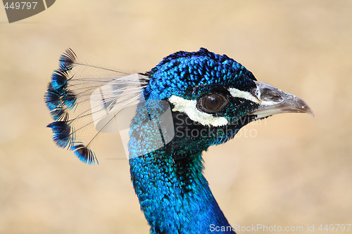 Image of Peacock