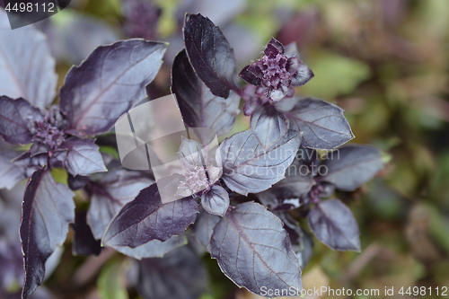 Image of Dark opal basil