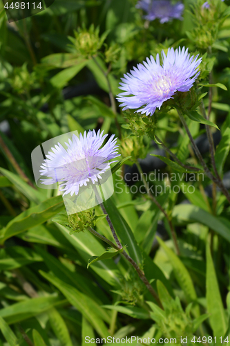 Image of Stokes aster