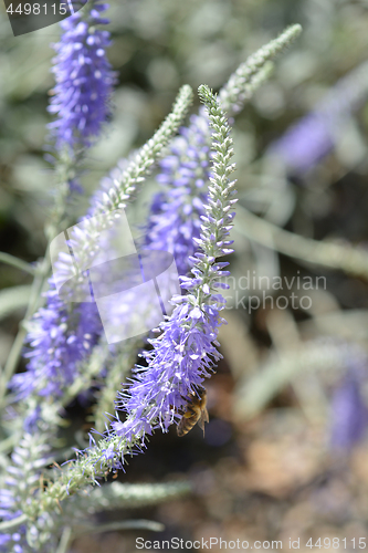 Image of Spiked speedwell