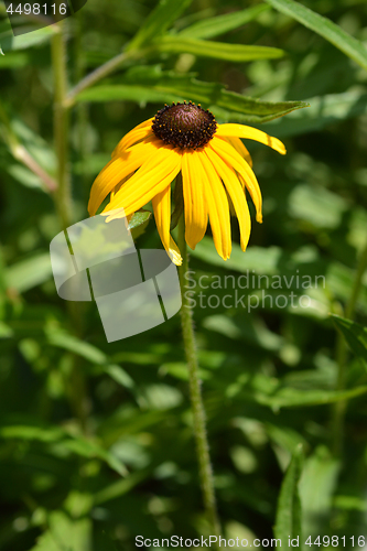 Image of Gloriosa daisy Indian Summer