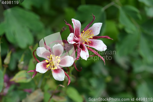 Image of Danish Dwarf Columbine