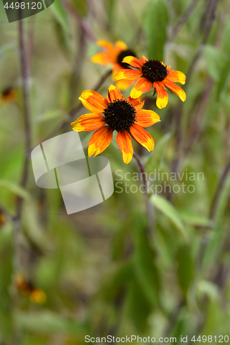 Image of Prairie Glow Brown-Eyed Susan