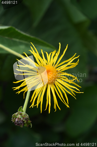 Image of Giant fleabane