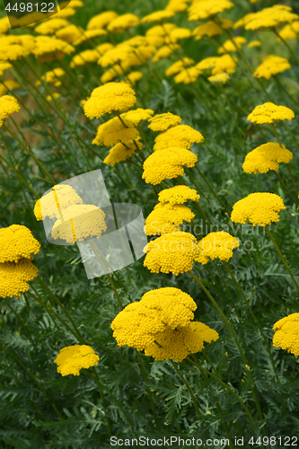 Image of Gold plate yarrow