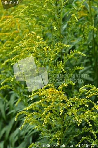 Image of Canadian goldenrod