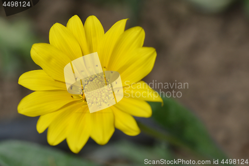 Image of Treasure flower