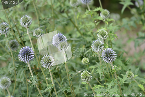 Image of Southern globethistle
