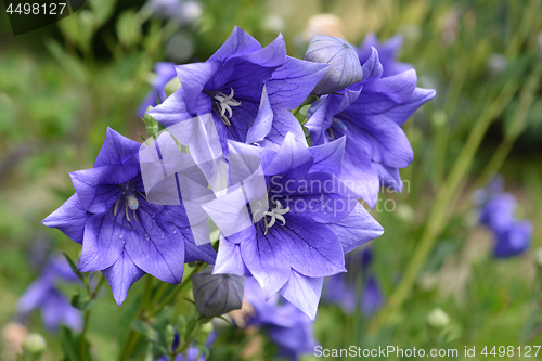 Image of Balloon Flower Double Blue