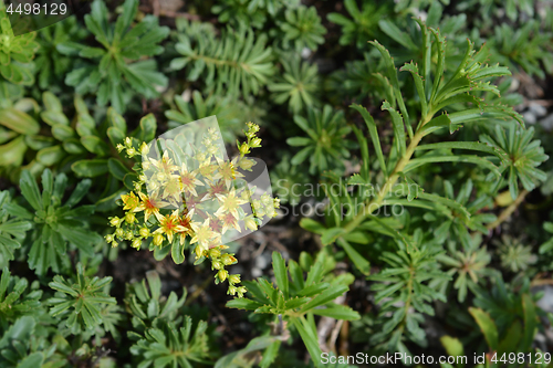 Image of Orange Stonecrop