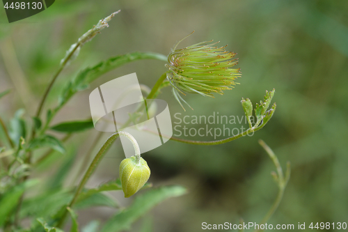 Image of Golden Clematis