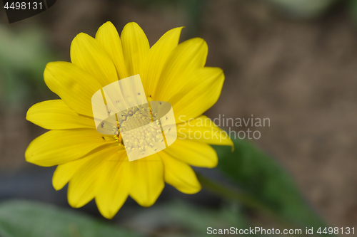 Image of Treasure flower