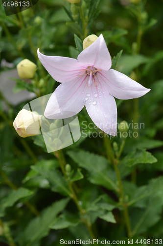 Image of Balloon Flower Shell Pink