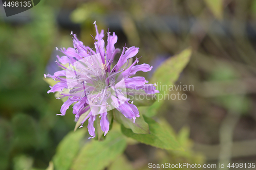 Image of Bee balm Violacea