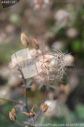 Image of Love-in-a-mist