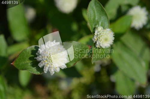 Image of White globe amaranth