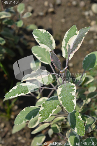 Image of Common sage Tricolor