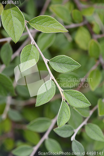 Image of Franchets cotoneaster