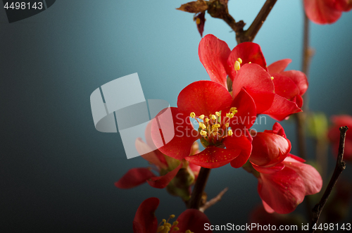 Image of Pink Flower