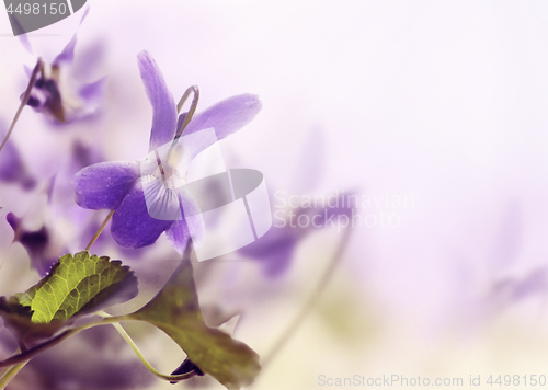 Image of Violet