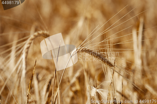 Image of Wheat
