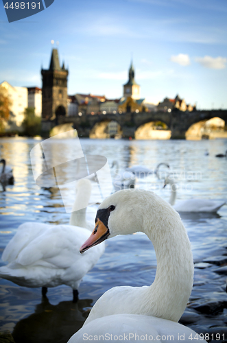 Image of Swans on Vltava river