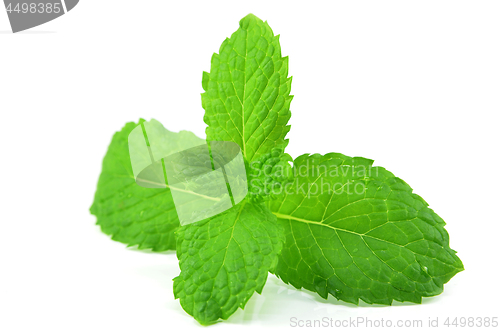 Image of Fresh peppermint leaves