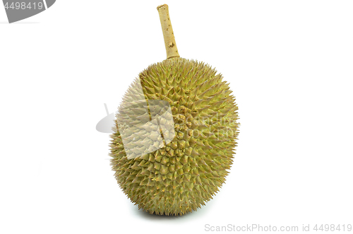 Image of Fresh durian on isolate white background