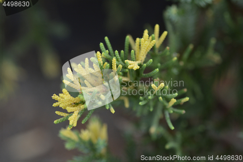 Image of Chinese juniper