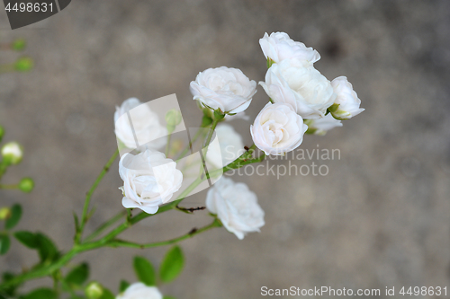 Image of Shrub rose Crystal Fairy