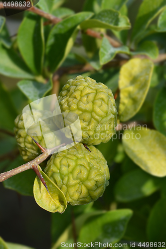 Image of Mandarin melon berry