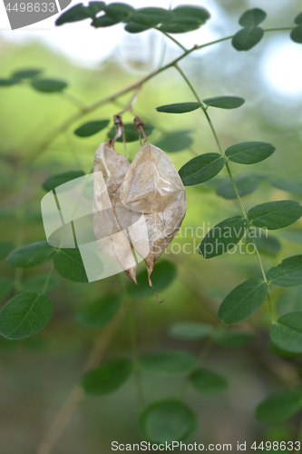 Image of Common bladder senna