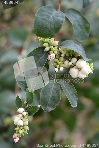 Image of Coralberry