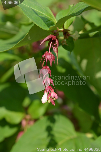 Image of Himalayan honeysuckle