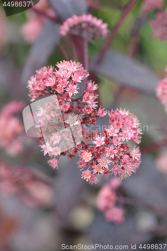 Image of Orpine Purple Emperor