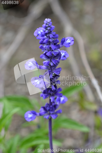 Image of Mealy Cup Sage