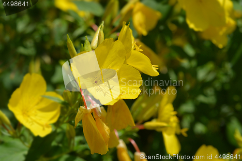Image of Common sundrops