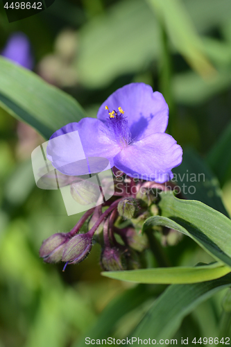 Image of Virginia spiderwort
