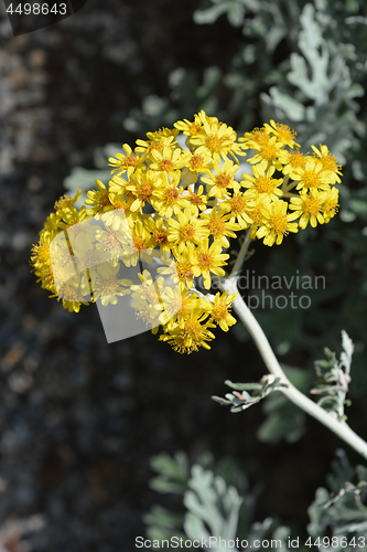 Image of Silver ragwort