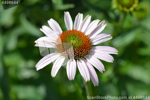 Image of Pink coneflower Rubinstern