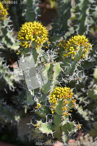 Image of Poison tree