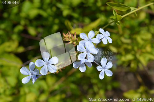 Image of Blue plumbago