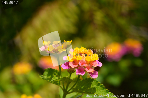 Image of Shrub verbena flower