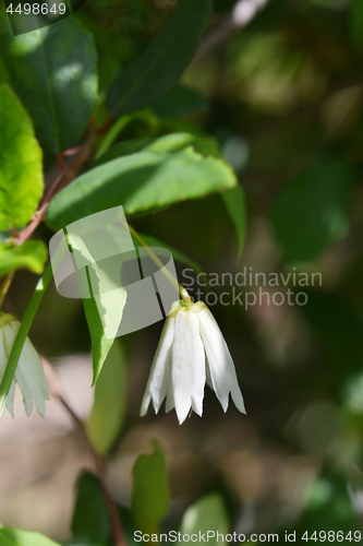 Image of Lily of the valley tree