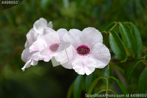 Image of Pink bower vine