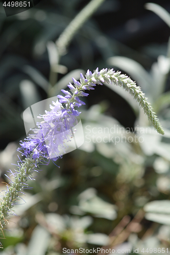 Image of Spiked speedwell