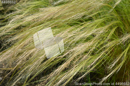 Image of Pony tails grass